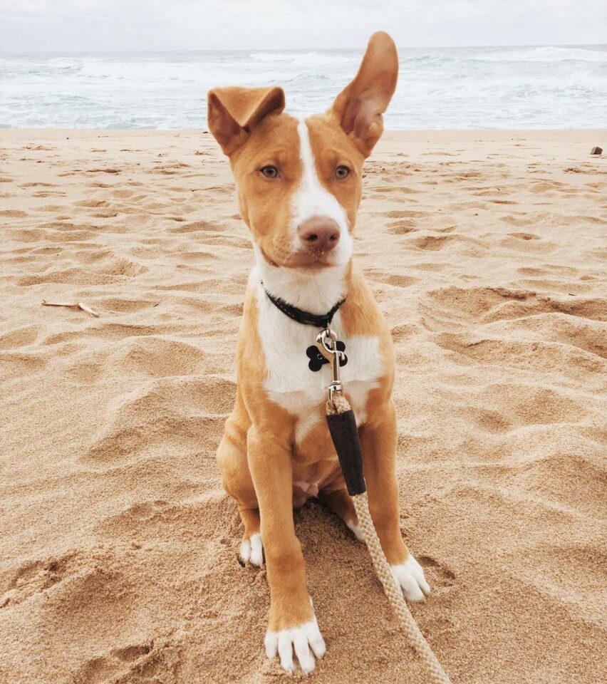 Pitbull Colors 23 Coat Color Variations Explained (With Pictures)