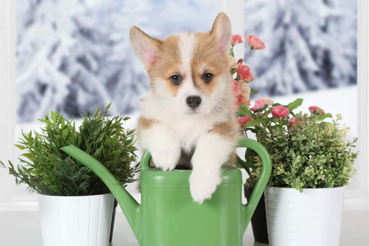 How Much Is A Teacup Corgi