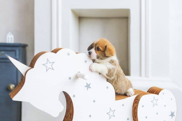 Everything You Need to Know About the Teacup