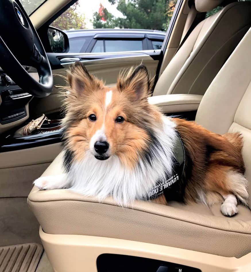 Tricolor Miniature Collie sitting in a car