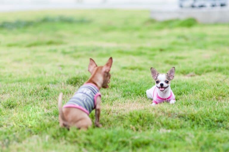 Male vs. Female Chihuahua A SideBySide Comparison