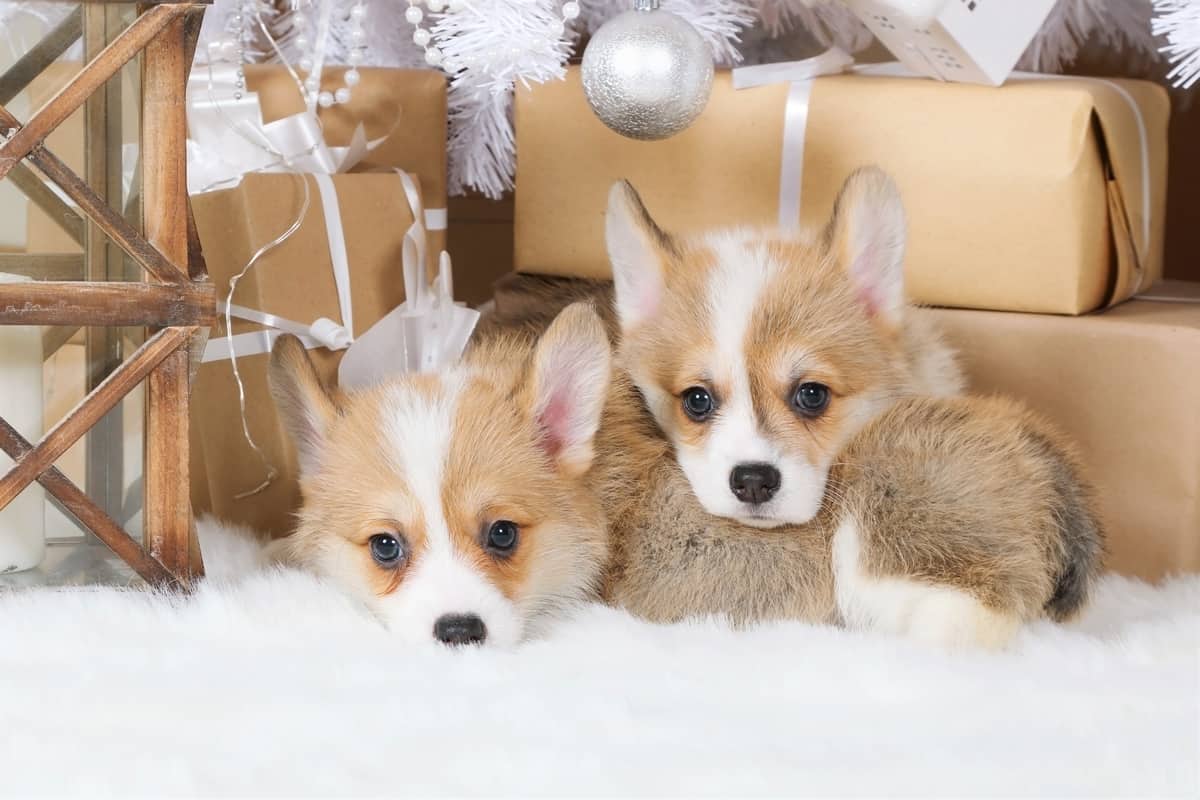 Two teacup Corgi puppies for sale