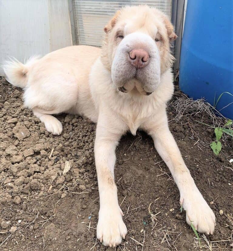 The Bear Coat SharPei What Makes This Breed ExtraSpecial?