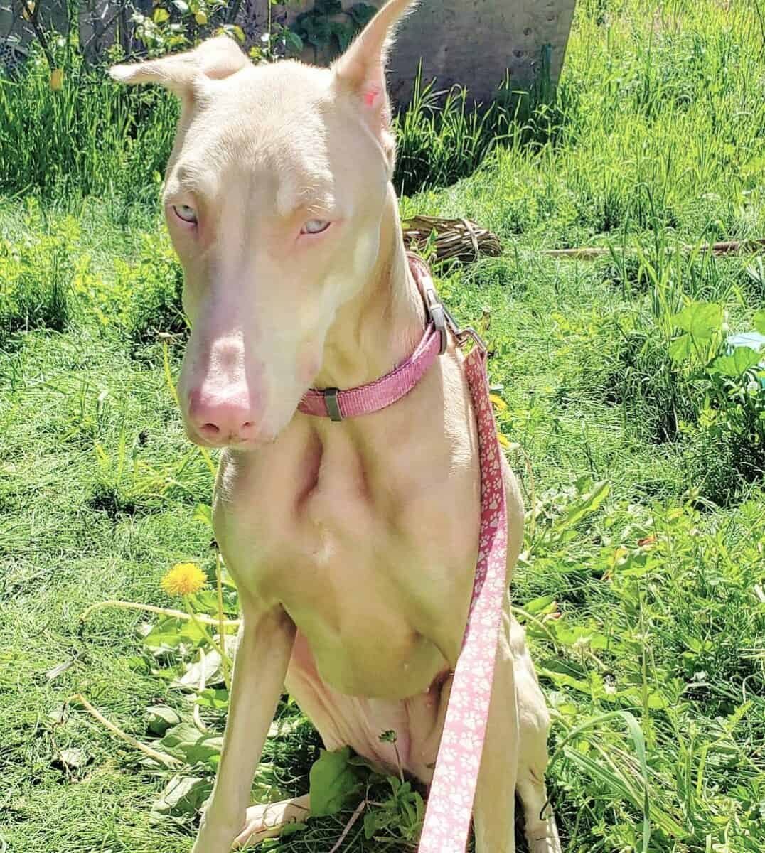 White Doberman walking on leash