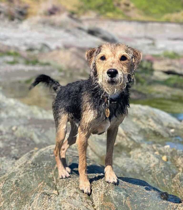 Terrier Poodle Mix Breed Guide Pictures, Facts, FAQ and More