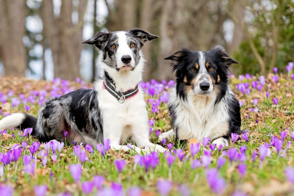 Border Collie Colors All 24 Coat Colors Explained With Pictures