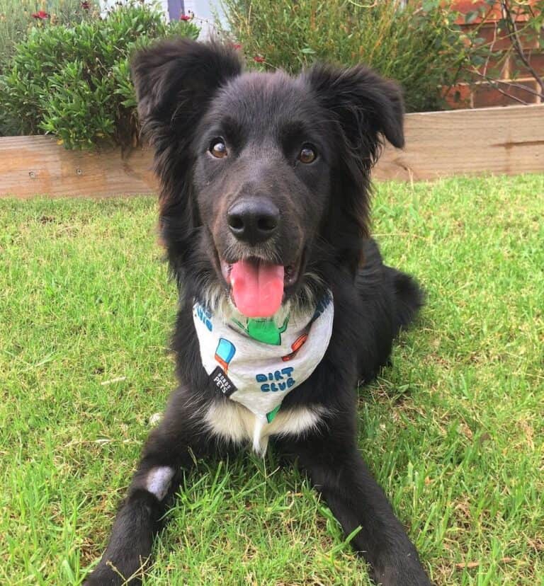 Border Collie Colors All 24 Coat Colors Explained With Pictures