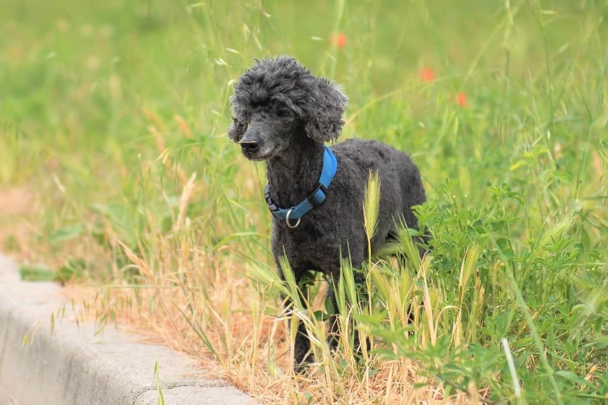 Black toy Poodle lost in a deserted street