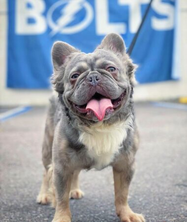 Fluffy Frenchie: Are Long-Haired French Bulldogs Purebred?