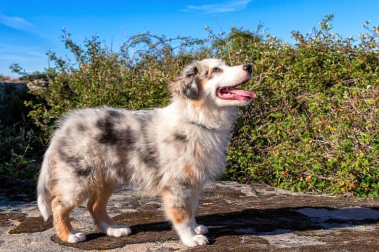 Blue Merle Australian Shepherd Everything You Need to Know