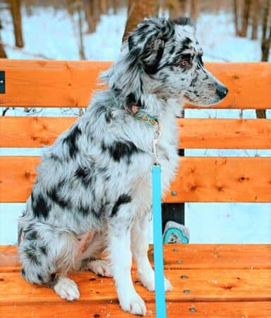 Blue Merle Australian Shepherd: Everything You Need to Know