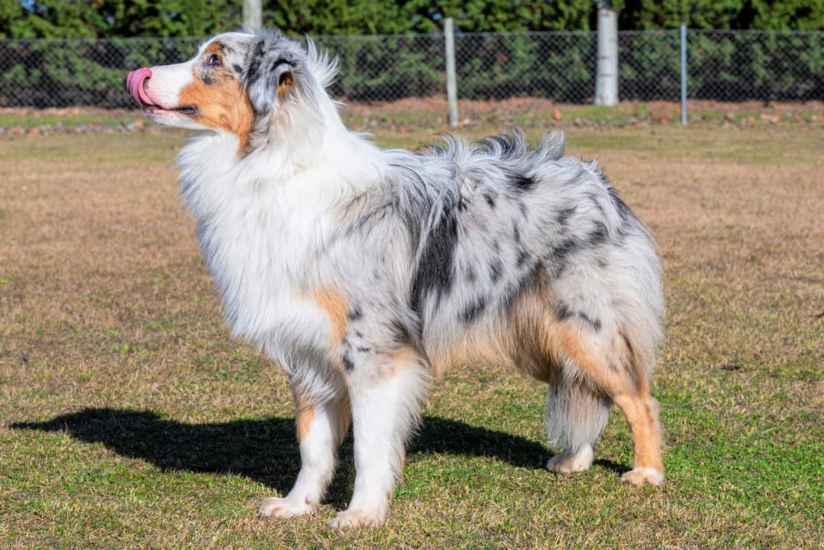 blue eyed tri australian shepherd