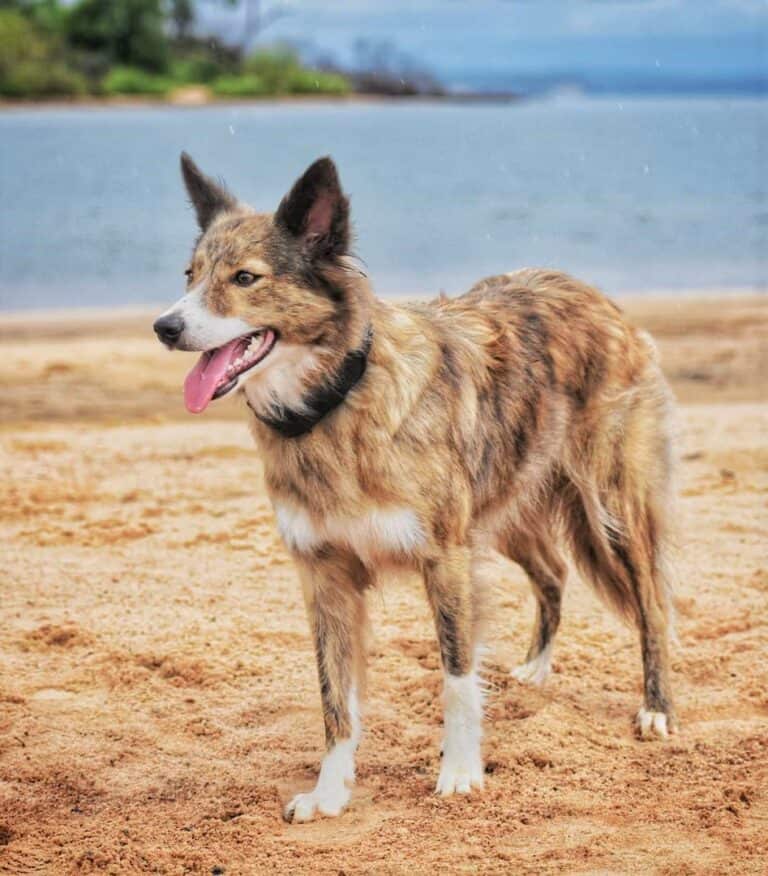 Border Collie Colors All 24 Coat Colors Explained With Pictures