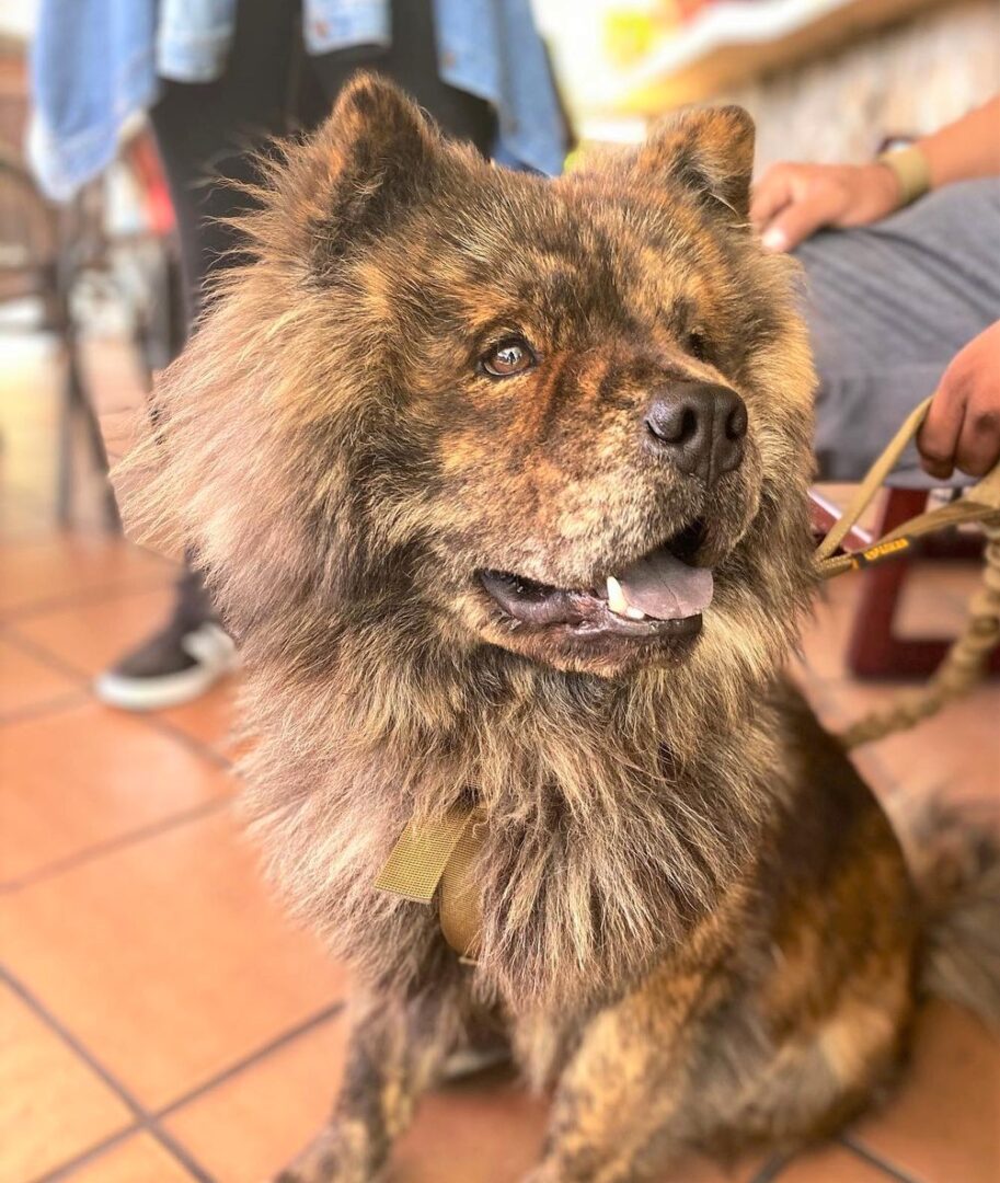 Chow Chow Colors: Do Panda Chow Chows Exist?