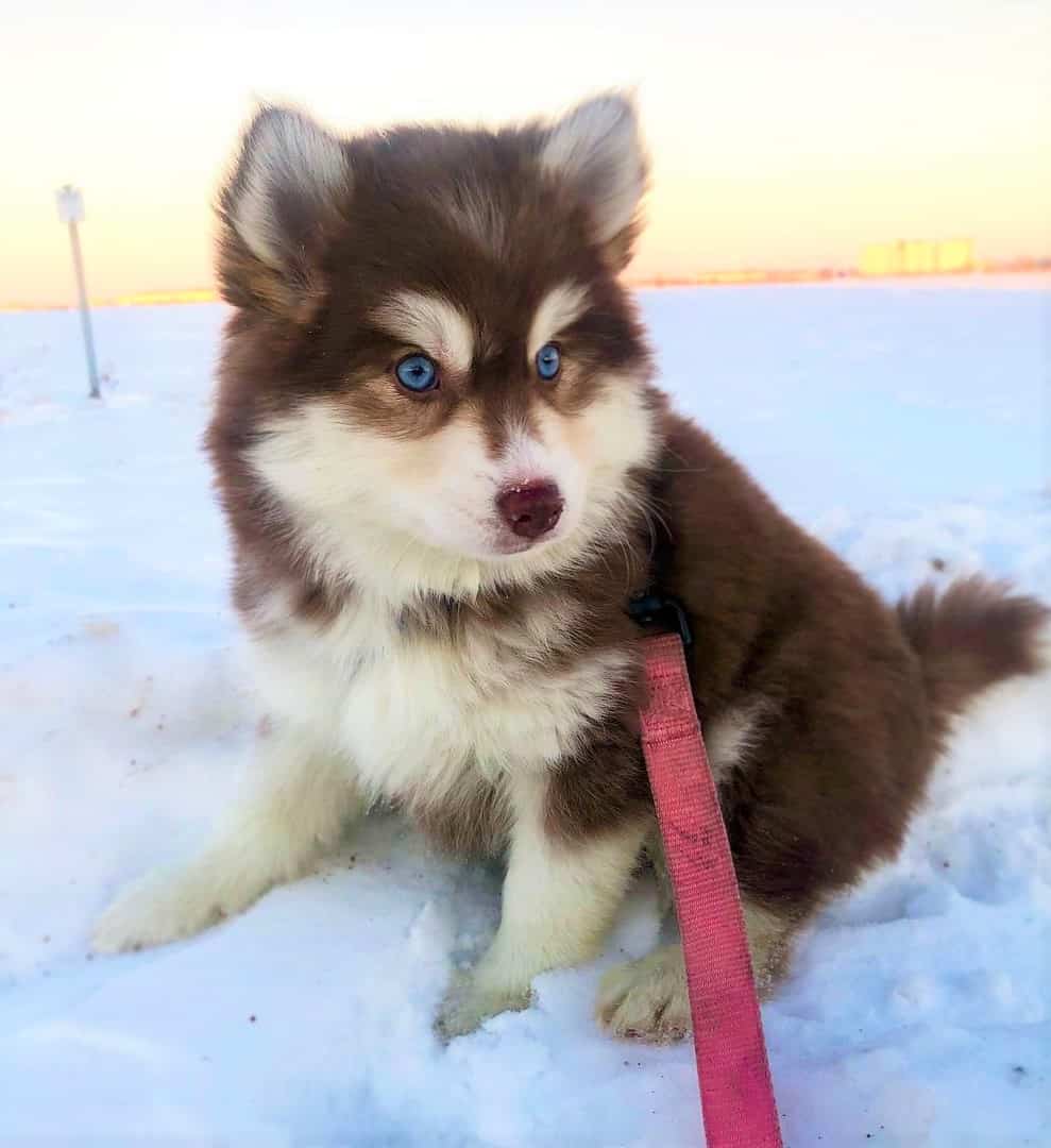 Brown and white teacup Pomsky on snow