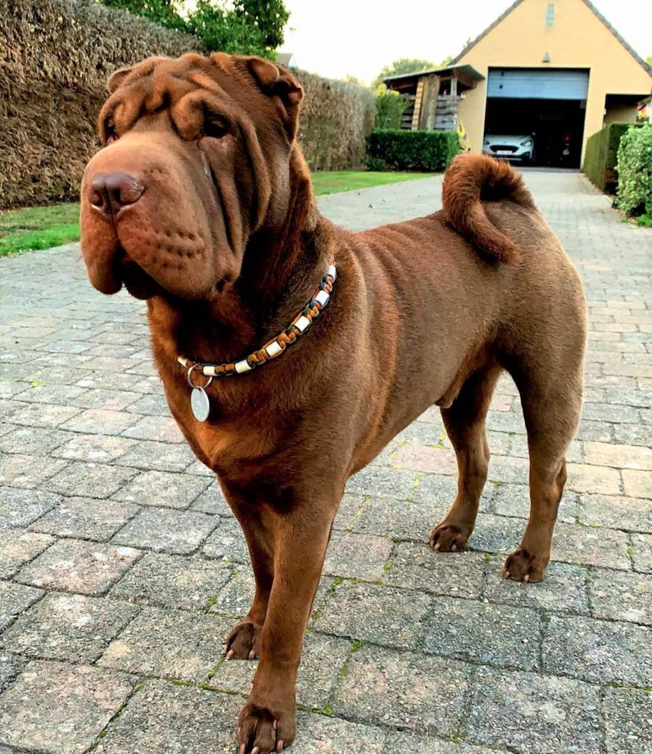 SharPei Colors All 21 Coat Colors Explained With Pictures
