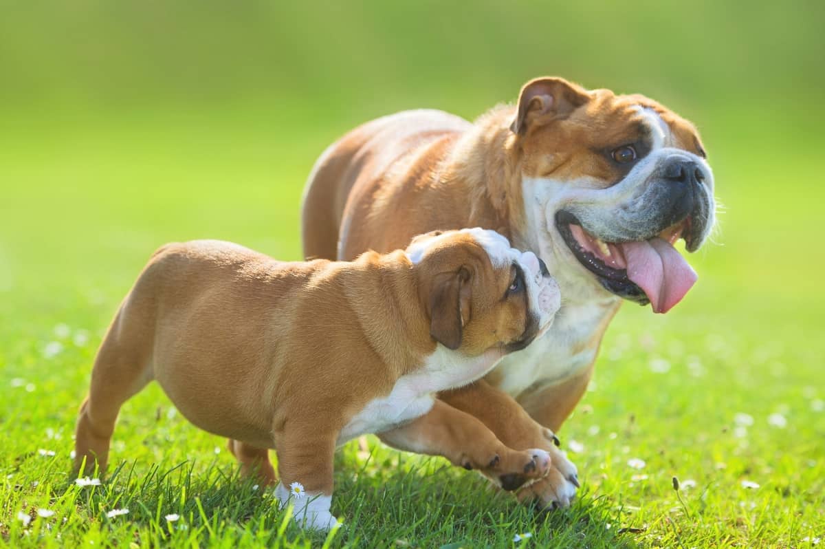 Lindo Bulldog inglés cachorro siguiendo a su madre