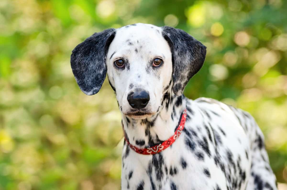 Dalmatian with dark brown eyes and a black nose