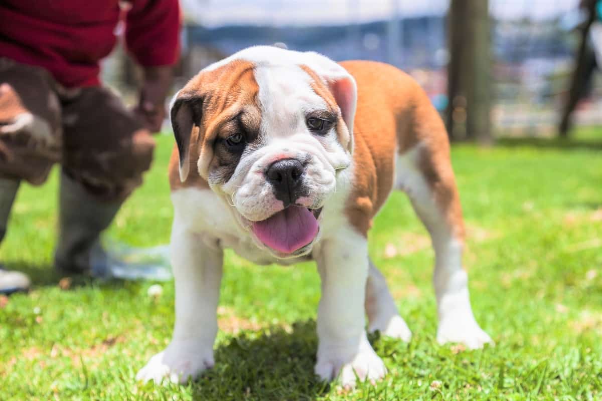 Costos y gastos del precio del cachorro de Bulldog inglés