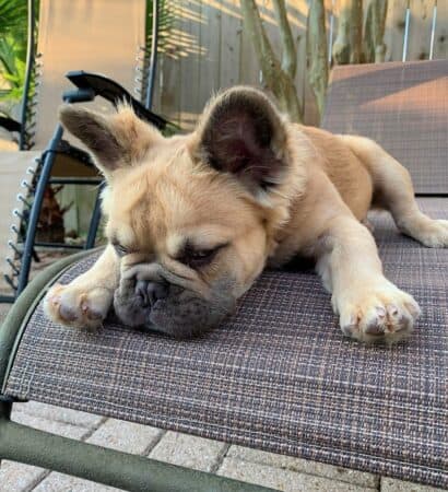 Fluffy Frenchie: Are Long-Haired French Bulldogs Purebred?