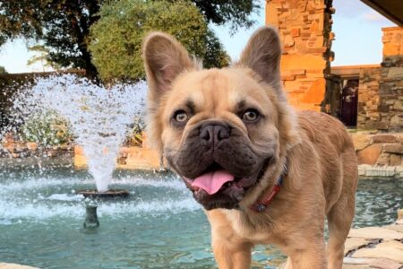 Fluffy Frenchie: Are Long-Haired French Bulldogs Purebred?