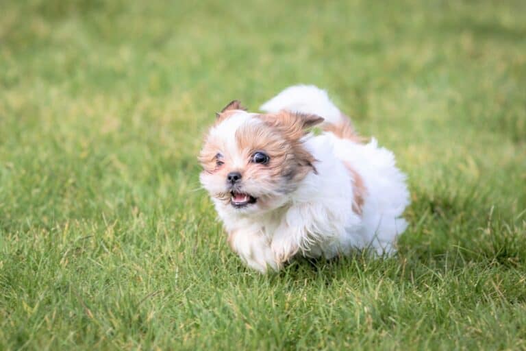 Imperial Shih Tzu Are They Different From Standard Shih Tzus?