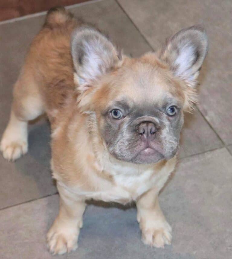 Fluffy Frenchie Are LongHaired French Bulldogs Purebred?