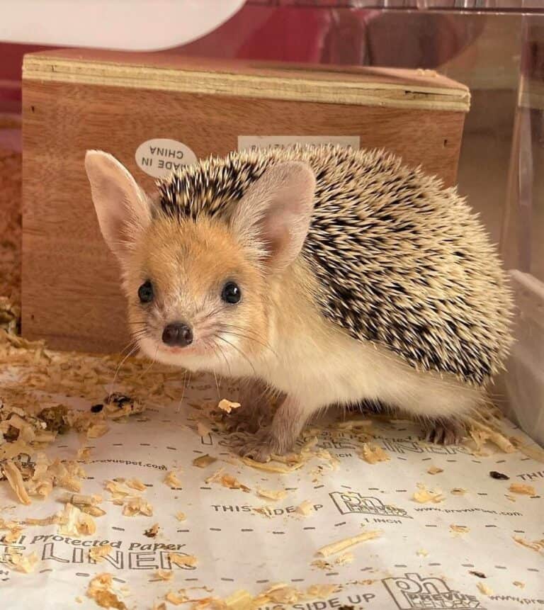 How Much Does a Hedgehog Cost? Prices & Expenses (+ FAQ)