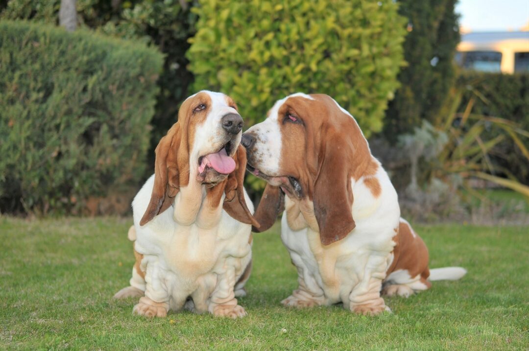 Male vs. Female Basset Hound Which Is Better?