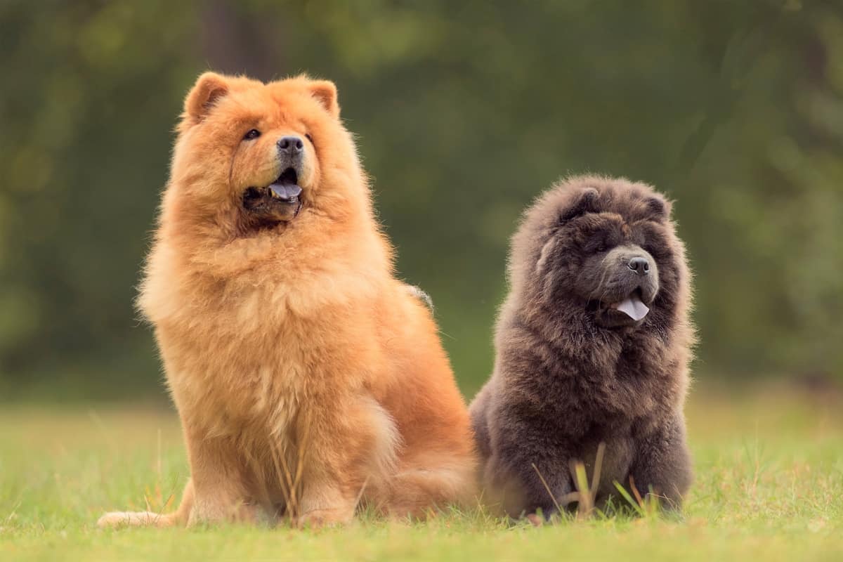 Male and female Chow Chow sitting outdoor together