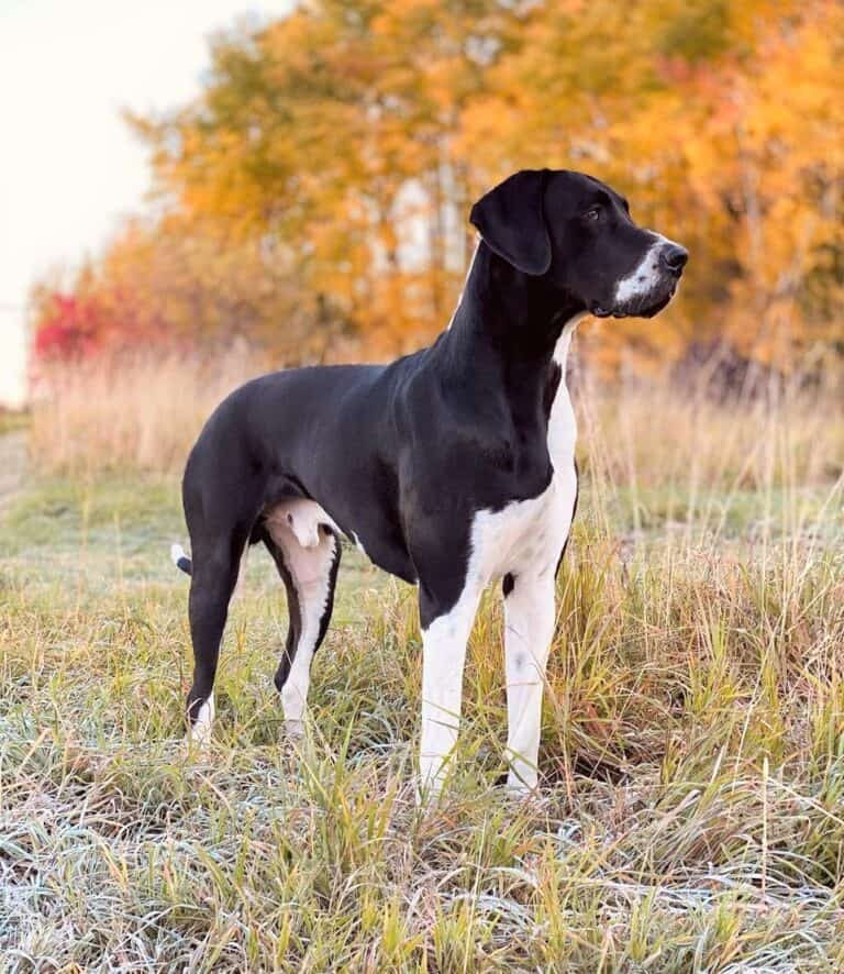 Mantle Great Dane Everything You Need to Know Bubbly Pet