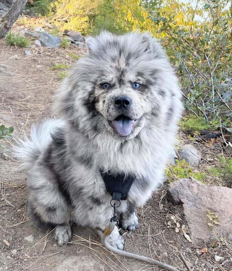 Chow Chow Colors Do Panda Chow Chows Exist? Bubbly Pet