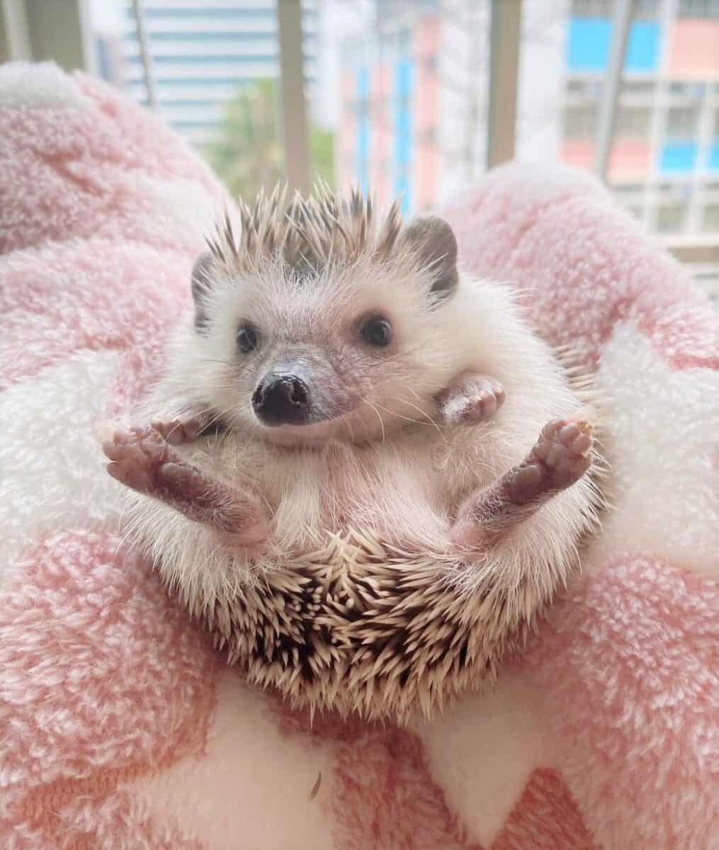 How Much Does a Hedgehog Cost? Prices & Expenses (+ FAQ)