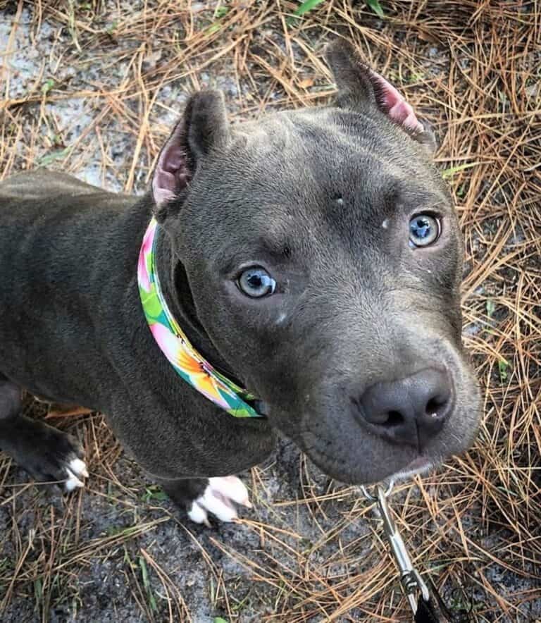 Pitbull Ear Cropping Should You Crop Your Pitbull’s Ears?