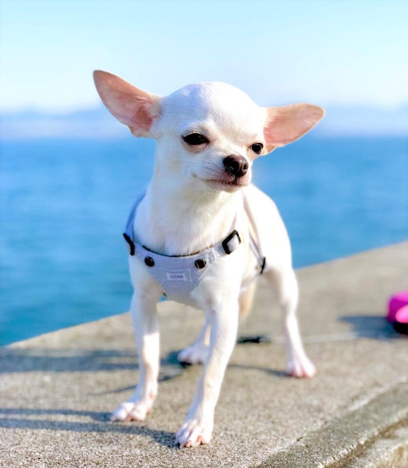 White Chihuahua The Quintessential Supreme Toy Dog