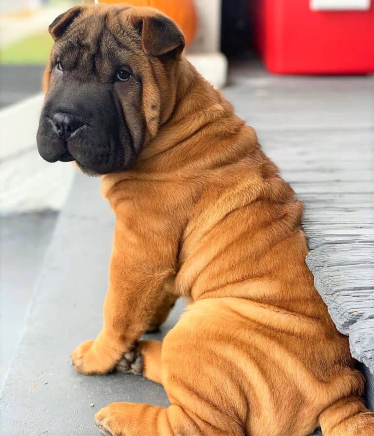 SharPei Colors All 21 Coat Colors Explained With Pictures