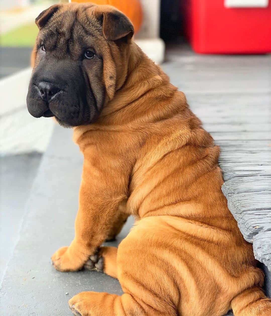SharPei Colors All 21 Coat Colors Explained With Pictures