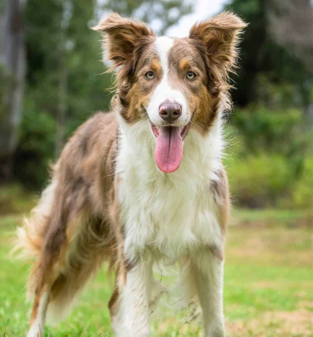 Different Colour Border Collies SNLI Different Colour Border Collies SNLI
