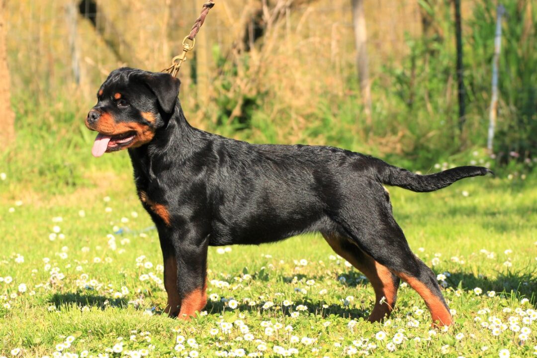 Rottweiler Tail Docking Everything You Need to Know + FAQ