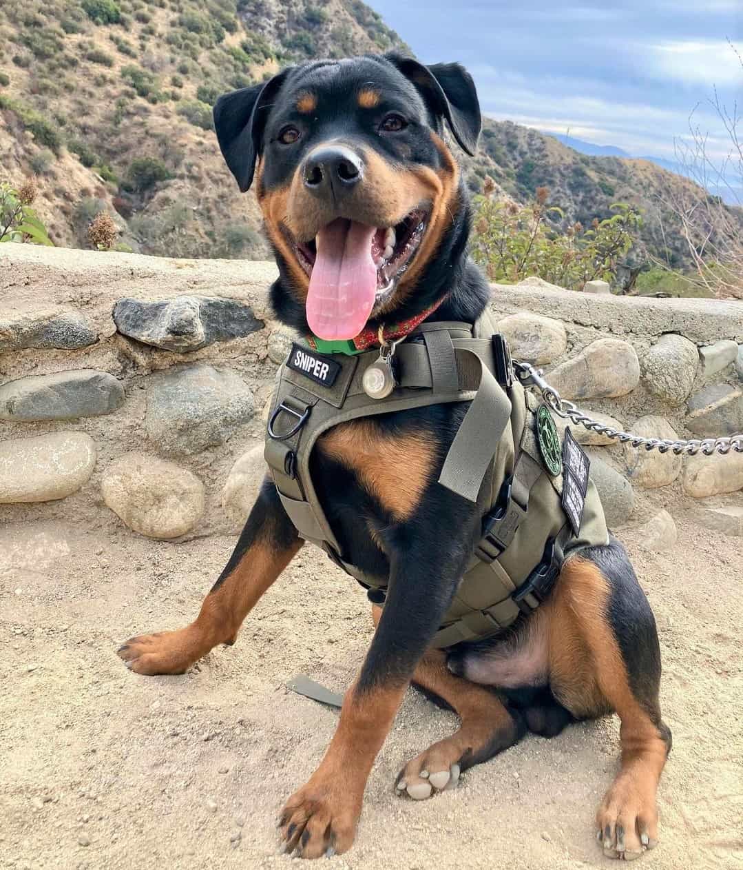 Rottweiler Tail Docking Everything You Need to Know + FAQ