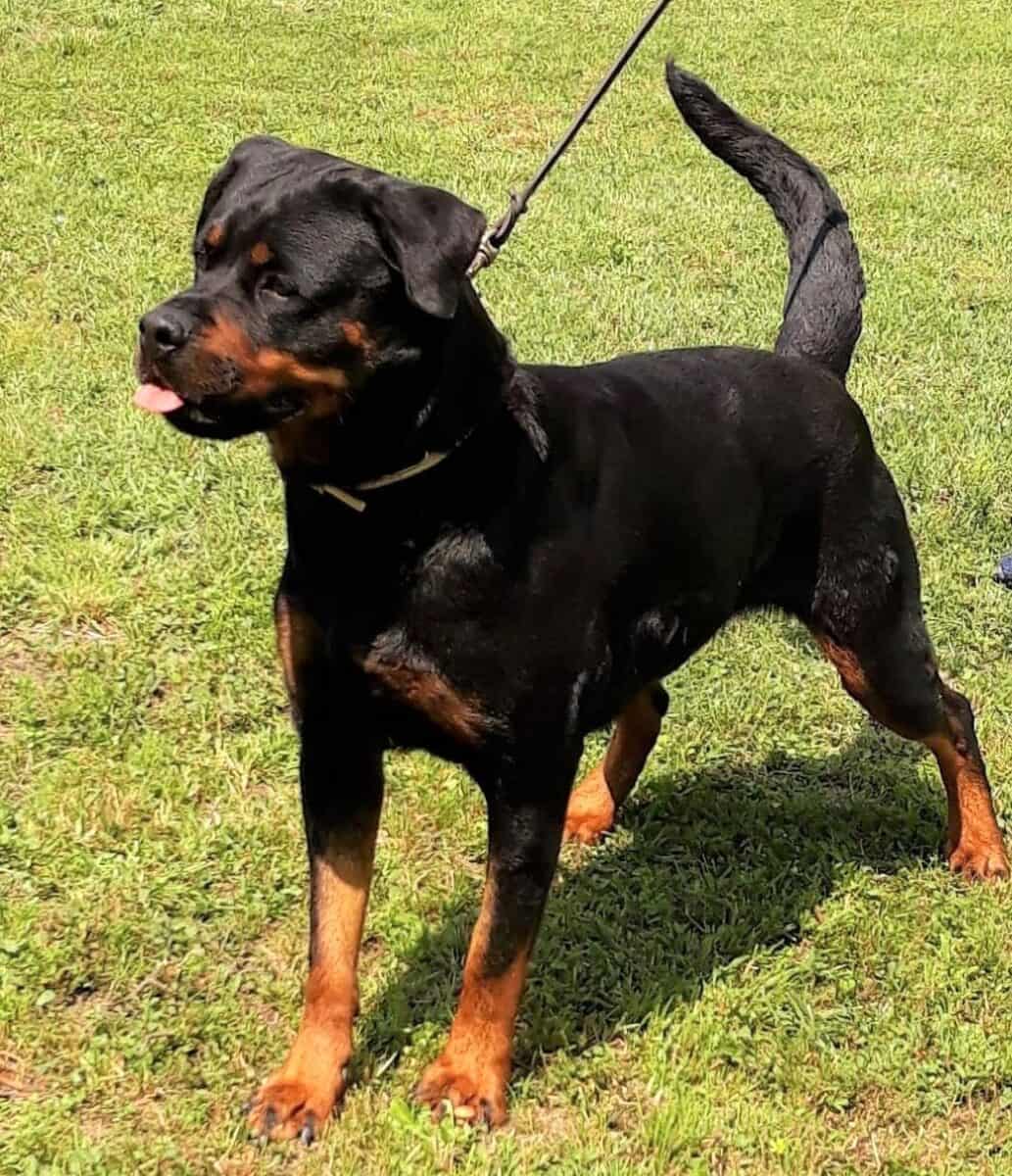 Rottweiler with natural tail on leash