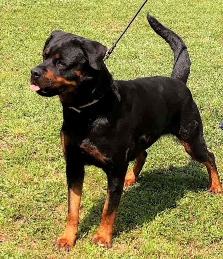 Rottweiler Tail Docking Everything You Need to Know + FAQ
