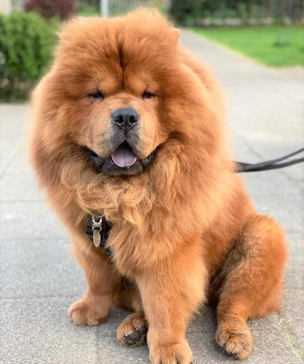 Rough-Coated Chow Chow