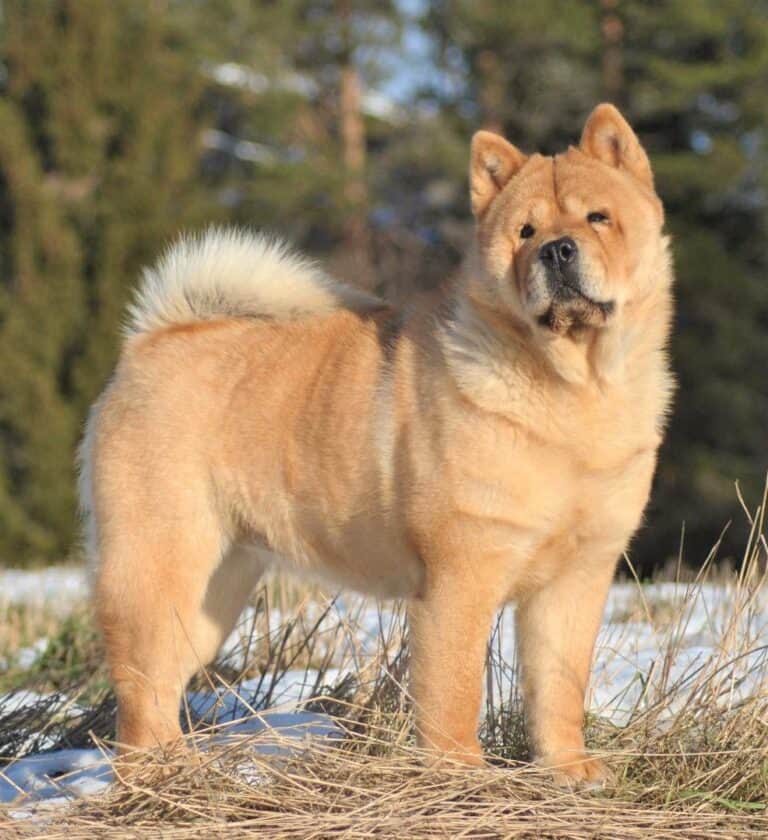 Chow Chow Colors Do Panda Chow Chows Exist? Bubbly Pet
