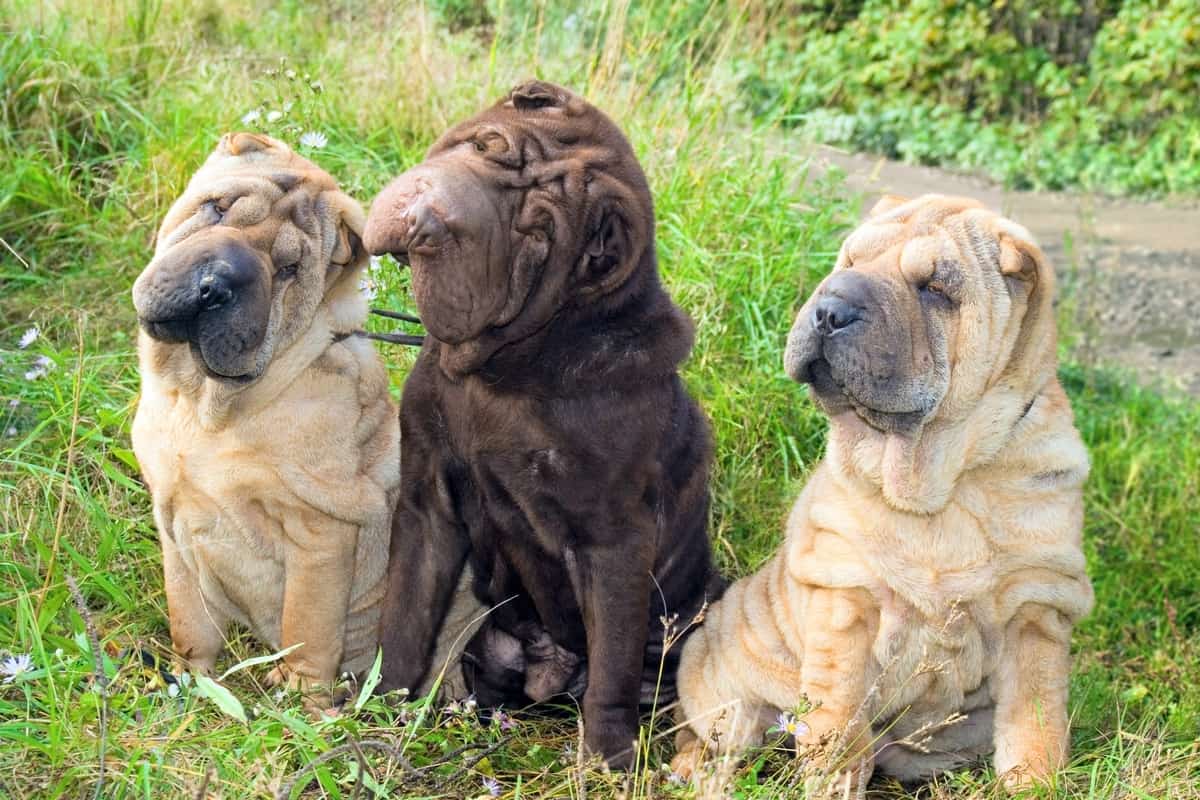 Shar Pei Colors All 21 Coat Colors Explained With Pictures