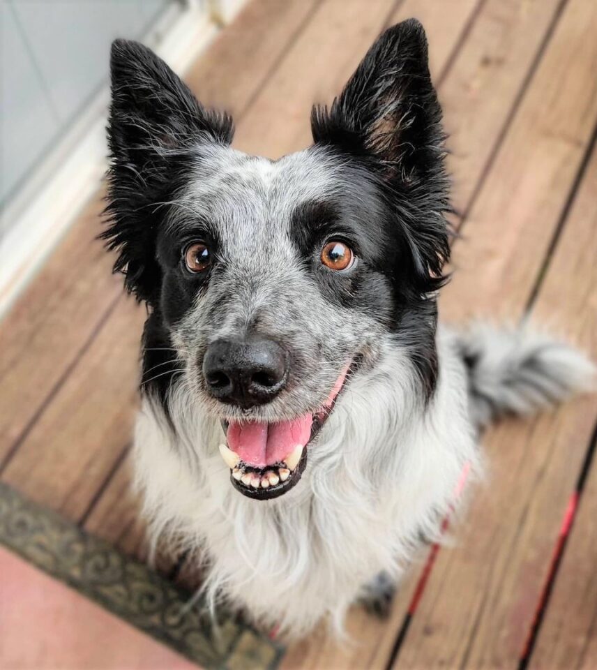 Border Collie Colors All 24 Coat Colors Explained With Pictures