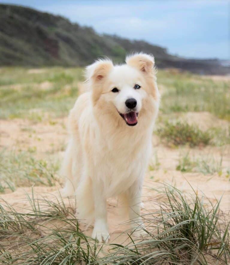 Border Collie Colors All 24 Coat Colors Explained With Pictures