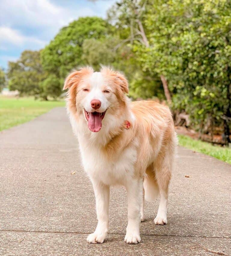 Border Collie Colors All 24 Coat Colors Explained With Pictures