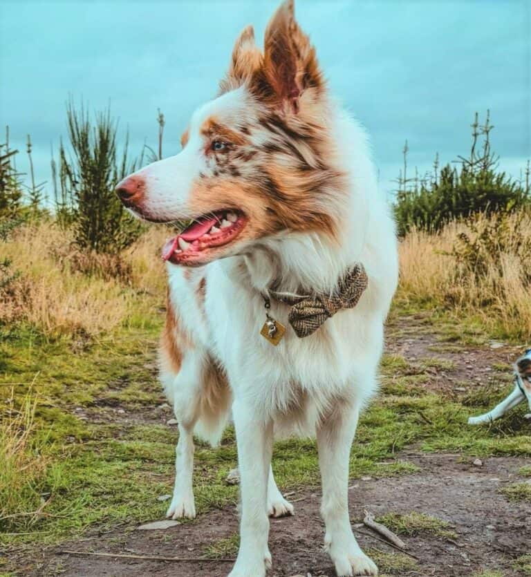 Border Collie Colors All 24 Coat Colors Explained With Pictures