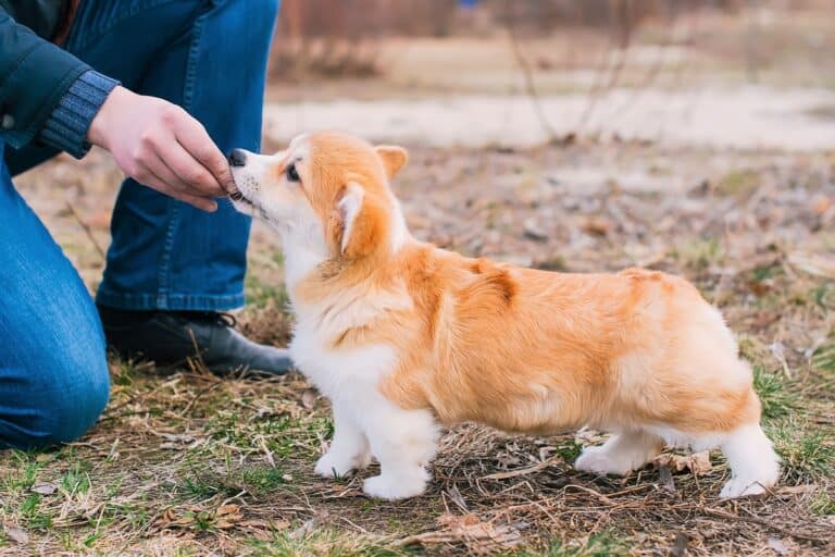 How Much Does a Cost? Puppy Prices and Expenses